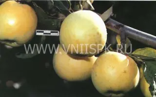 Антоновка обыкновенная