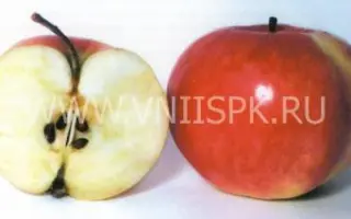 Бельфлер башкирский