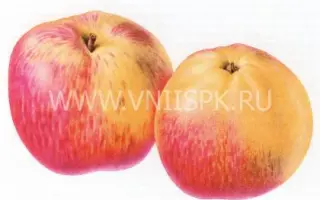 Бельфлер-китайка