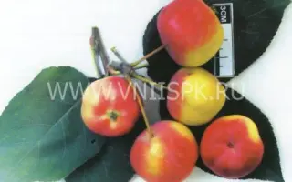 Бердское (Ребристое)