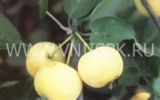 Бердское сладкое