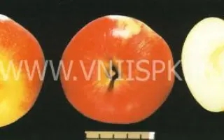 Бессемянка мичуринская