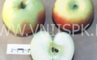 Бирское грушевое