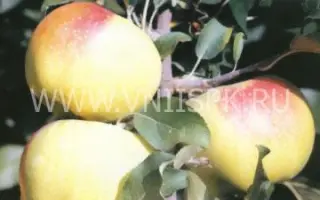 Бойкен (Позднее зимнее)