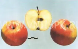 Болотовское