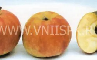 Боровинка акуловская