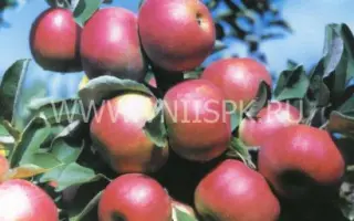  Вагнер (Вагнера призовое)