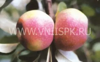 Восход Кубани