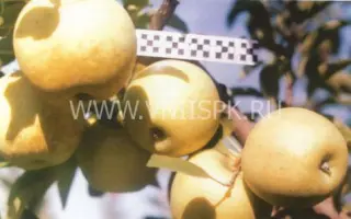 Голден Делишес