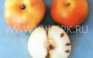 Грив Руж (Грив Ред)