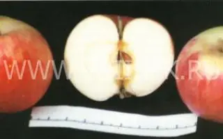 Грушовка московская (Грушовка, Скороспелка)
