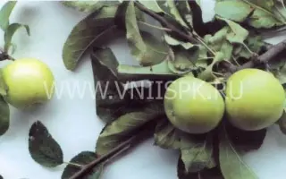 Дагестанское зимнее