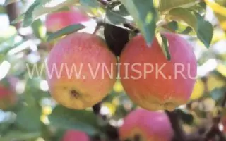 Делишес (Превосходное)