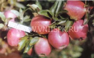 Делишес спур