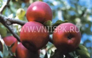 Джонатан (Хорошавка зимняя, Осламовское, Зимнее красное)