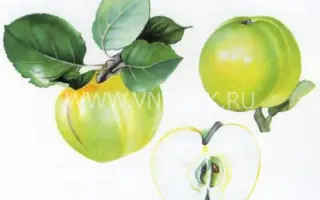 Дочь Антоновки (Снежок)