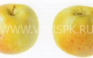 Дочь Коричного