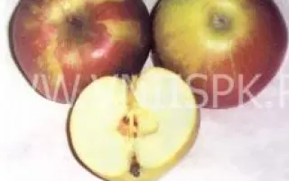 Дочь Мекинтоша