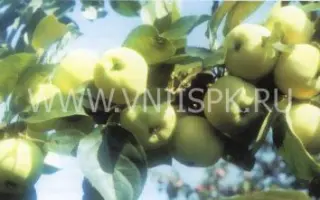 Дочь Папировки