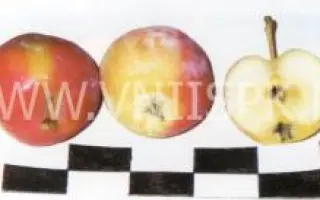 Дочь Пепинчика