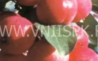 Дубровинка (Юбилейное)