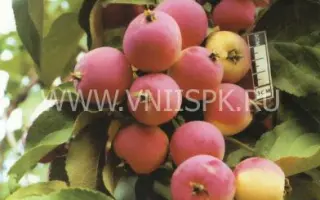 Жебровское