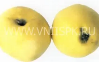 Желтое ребристое