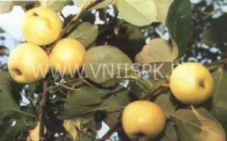 Зеленка сочная