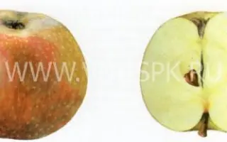 Зимнее МОСВИР