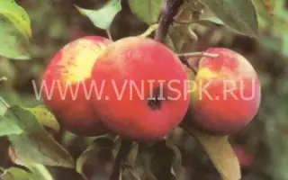 Зимнее полосатое