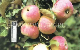 Зимний шафран