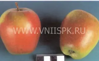 Изумительное (Россошанское вкусное)