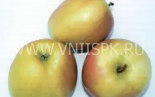 Исетское позднее