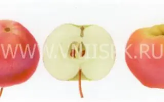 Июльское Черненко