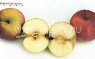 Казачка кубанская