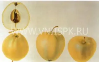 Кальвиль белый летний (Пепин летний)