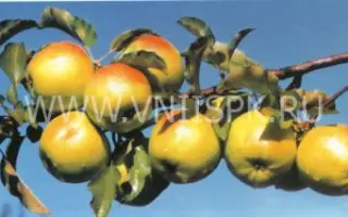 Кальвиль нальчикский