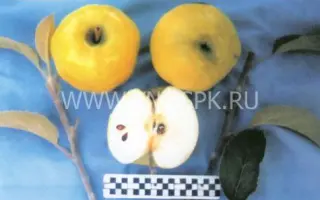 Кальвиль снежный (Белоснежное, Белоснежный кальвиль)