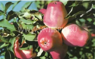 Кандиль орловский