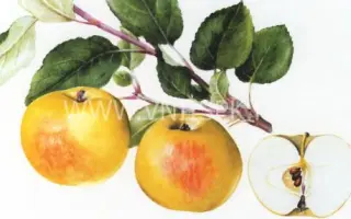 Карликовое