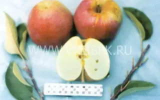 Киддс Оранж Ред