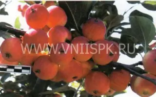 Комсомолец Бурятии (Комсомольское)