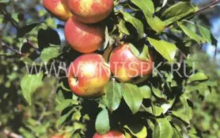 Коричное новое