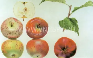 Коричное полосатое (Коричное, Коричневое)