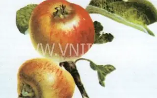 Коробовка (Медуничка, Скороспелка)