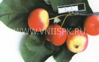 Краса степи