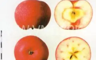 Красная горка