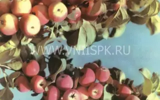 Красная гроздь