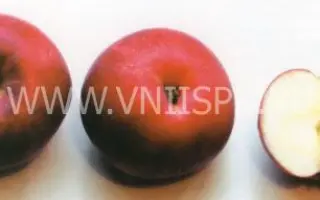 Красное раннее