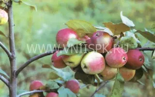 Красноярское сладкое